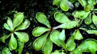 Pinguicula emarginata in situ