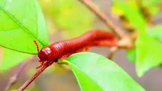 Crimson Climbers: Life in the Treetop Kingdom
