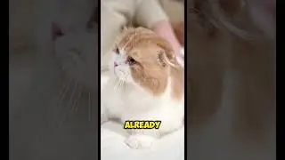 How Old Is Your Cat In Human Years
