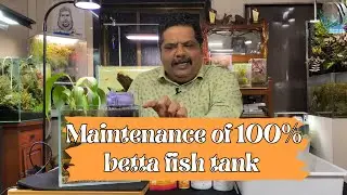 How to maintain a 100% Natural Betta Aquarium | No Filter, No Chemicals, No Stress | Mayur Dev