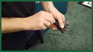 Ajuste y lubricación de una mano esquiladora