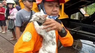 Aksi Dramatis Penyelamatan Seekor Kucing