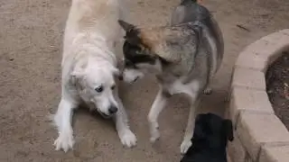Dog Boarding in Granada Hills, CA | Green Doggie Home Boarding [Video]