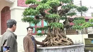 Ý NGHĨA CỦA THÚ CHƠI SINH VẬT CẢNH Ở VIỆT NAM