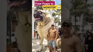 From Cute Puppy to Beast Mode Dog! 🐶🔥 | SizeUp Animals