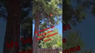 35 years old running my own  tree service. Sacramento,Ca