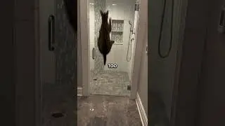 Изучите вопрос перед усыновлением!