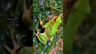 🐸●⁴&bull;⁴⁵ Darwin&rsquo;s Frog (Rhinoderma darwinii) in Darwin's Frog Family (Rhinodermatidae)