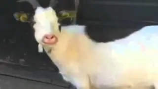 Metallica - Enter Sandman (Goat Edition)