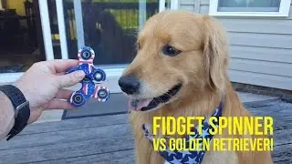 Dog Reacts To Fidget Spinner | Golden Retriever VLOG