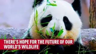 Wildlife in crisis? It&rsquo;s not as bad as we thought: Study