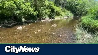 Mimico Creek chemical cleanup underway