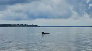 Dolphins - Colonels Island GA 2021-09-17