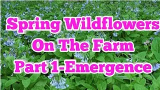 Early Spring Flowers on The Farm Part 1: Emergence  | Opinionated Horsewoman