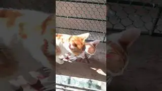 kitten and her mom talking 😆😆 #cat #trending #cute #short#reels #viral