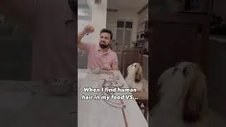 Shih Tzu Dog hair in food 😅 | shih tzu funny videos #trendingshorts #shihtzu #dogshorts