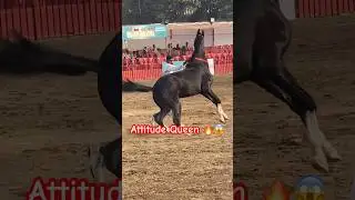 😱 Marwari Horse Power 😨 #shorts #ytshorts #marwarihorse #horsepower #horsefails #chetakfestival