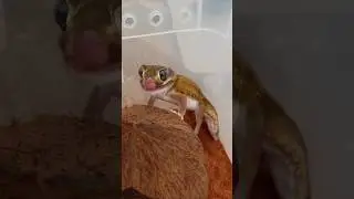 Любимый Чпуньк🦕 #рептилия #reptiles #gecko #природа #lizard #нефрурус #ящерица #геккон #nephrurus