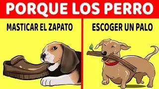 20 Cosas Que Emocionan A Tu Perro