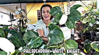 #philodendron Strawberry Shake, white Knight, White Wizard, Royal White Princess,and Pink Princess💚