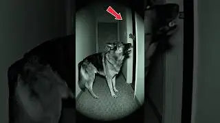 The Dog Refused to Enter the Room After This