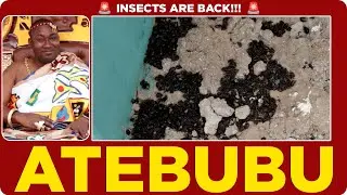 ⚠️ Mysterious Insect Invades Atebubu! Residents Cry for Government Intervention 🚨