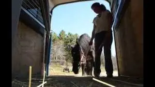 Trailer Loading my 7 year old Friesian