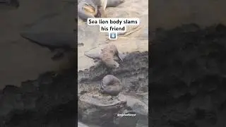 Baby sea lion body slams his friend