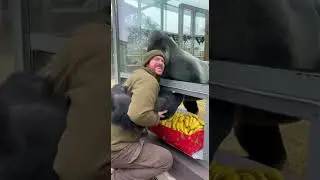 The Best Christmas Present for a Silverback Gorilla (So Wholesome) 🎄
