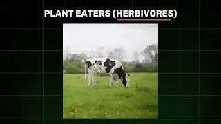 Animal Food habits