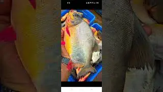 🐟🐟The big sea fish are good, they look so good that you want to eat them. You can't even press