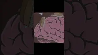 Do we need SLEEP? #shorts #sleepandbrain #health