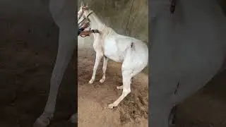Tetanus toxoid injection in Horse #horse #treatment #animals
