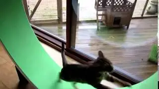 Eva running on the Cazami cat exercise wheel