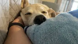 10 Hours of Dog Snoring White Noise ASMR