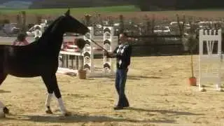 Florestano