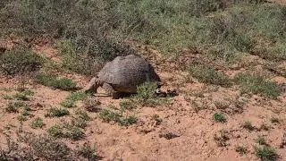 Leopard Tortoise eating grass in Addo Elephant National Park, South Africa