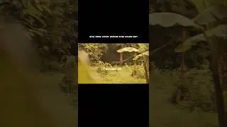 Footage shows a large lizard-like animal recorded in an Asian forest. Species unknown. #fyp #fypシ