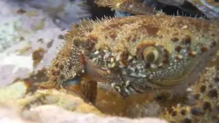 Eriphia verrucosa / Warty crab
