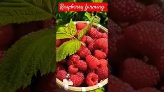 #raspberry fruit #farming #viral #trending #shorts #youtubeshorts