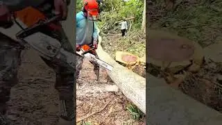 felling a big tree using a chainsaw and cutting it into several large pieces for forest maintenance