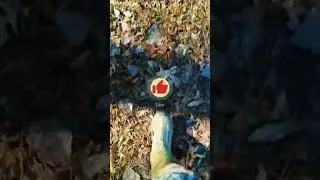 today's bow hunt dec 18 2022 #shorts #nature #beautiful #life.