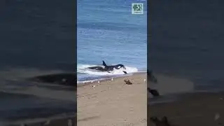 Orca ca&ccedil;ando le&otilde;es marinhos na praia. #mundoanimal #vidaselvagem #orca #oceano
