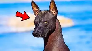 Family Adopts Strange Dog &ndash; When the Vet Sees Him, He Calls the Police!