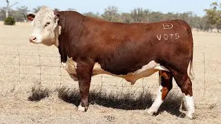 Lot 35 DAYV075 Days Whiteface 2026