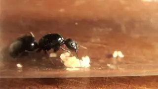 самка Camponotus aethiops.mpg
