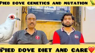 Pied dove genetics ||diet and care❤️#birds #trending #viralvideos