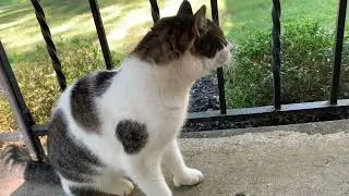 Tabby trying to vomit a hairball. September 29th 2022