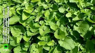 Tlanepa $ 1 MNX hoja entrega a domicio a partir de 30 pzs en Huatusco, Veracruz, M&eacute;xico