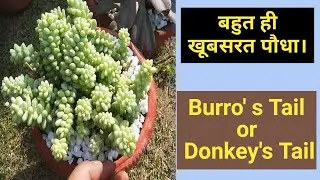 Burro's Tail Plant | Donkey's Tail Plant | Beautiful Plant | Burros Tail Plant | Succulents Care |